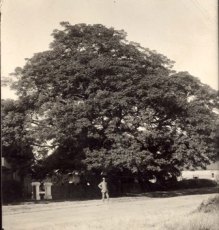 Rustenburg Seringboom